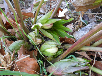 13_0224_helleborus5.jpg