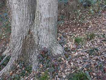 13_0226_koya_boki2.jpg