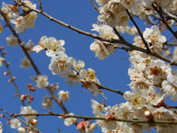 13_0303_ume2.jpg