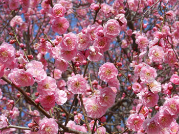 13_0303_ume3.jpg