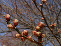 13_0305_hakubai.jpg