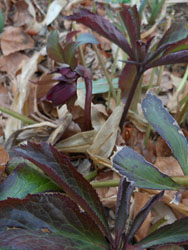 13_0305_helleborus1.jpg