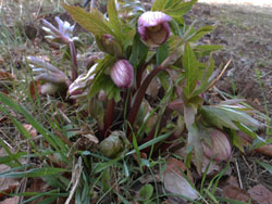 13_0305_helleborus3.jpg