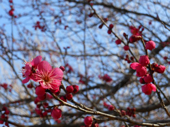 13_0305_koubai1.jpg