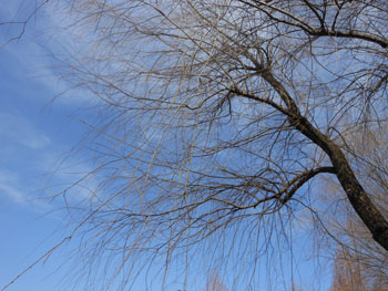 13_0306_s_yanagi2.jpg