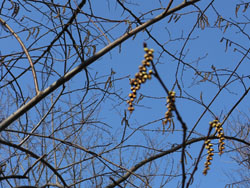 13_0309_kibusi2.jpg