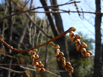 13_0309_kibusi3.jpg