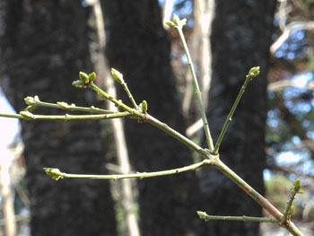 13_0309_mayumi.jpg
