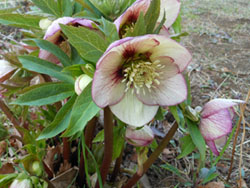 13_0310_helleborus5.jpg