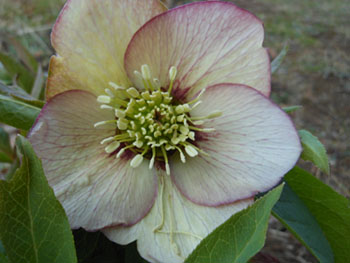13_0310_helleborus6.jpg