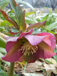 13_0310_helleborus7.jpg