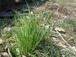 13_0313_nobiru.jpg