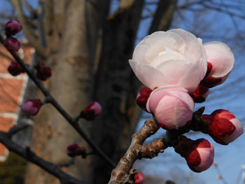 13_0315_bungoume2.jpg