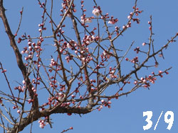 13_0316_bungoume1.jpg