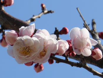 13_0316_bungoume3.jpg