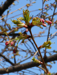 13_0316_kawadu_z.jpg