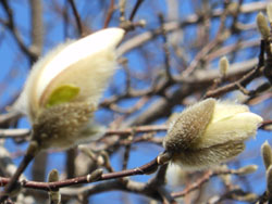 13_0320_kobusi4.jpg