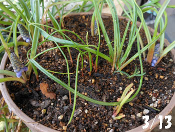 13_0321_muscari1.jpg