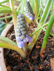 13_0321_muscari2.jpg