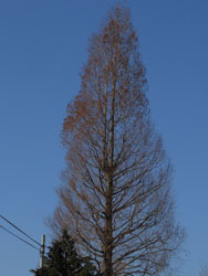 13_0322_metasequoia1.jpg