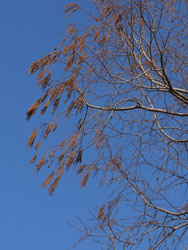 13_0322_metasequoia2.jpg
