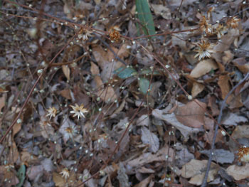 13_0323_koyabouki1.jpg