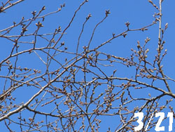 13_0330_enoki.jpg