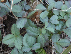 13_0331_m_tutiguri.jpg