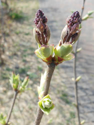 13_0405_lilac1.jpg
