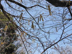 13_0408_kibusi3.jpg