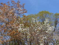 13_0415_yamazakura7.jpg