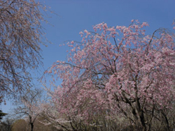13_0416_yaesidare_z5.jpg