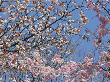 13_0416_yaesidare_z6.jpg