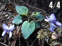 13_0420_kosumire.jpg