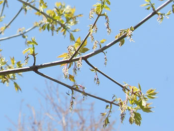 13_0421_negundo_k2.jpg