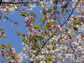 13_0421_yamazakura.jpg