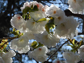 13_0423_yaezakura7.jpg