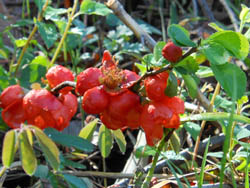 13_0425_kusaboke.jpg