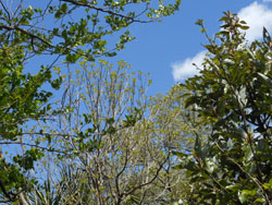 13_0428_ryobu1.jpg