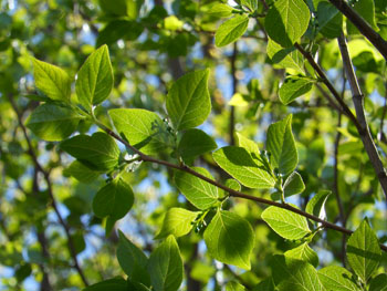 13_0429_egonoki.jpg
