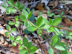 13_0429_koyabouki1.jpg