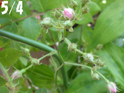 13_0512_noibara2.jpg