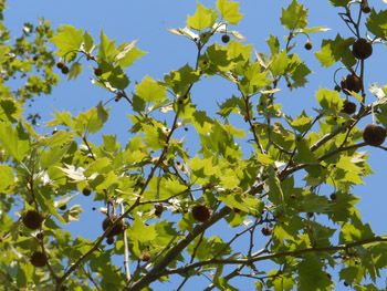13_0515_platanus1.jpg