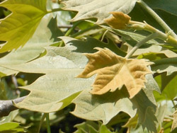 13_0515_platanus2.jpg