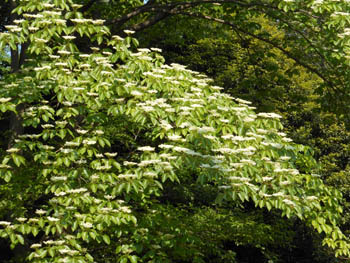 13_0517_mizuki2.jpg