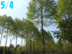 13_0517_yurinoki1.jpg