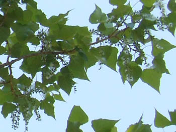 13_0519_k_poplar3.jpg