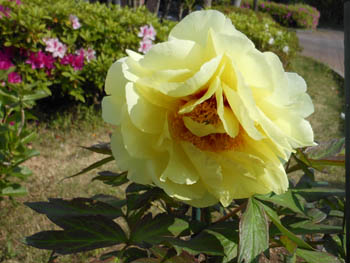 13_0520_botan.jpg