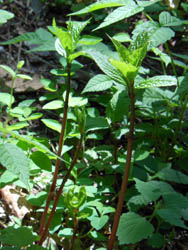 13_0521_futari_s1.jpg