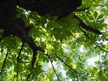 13_0529_totinoki4.jpg